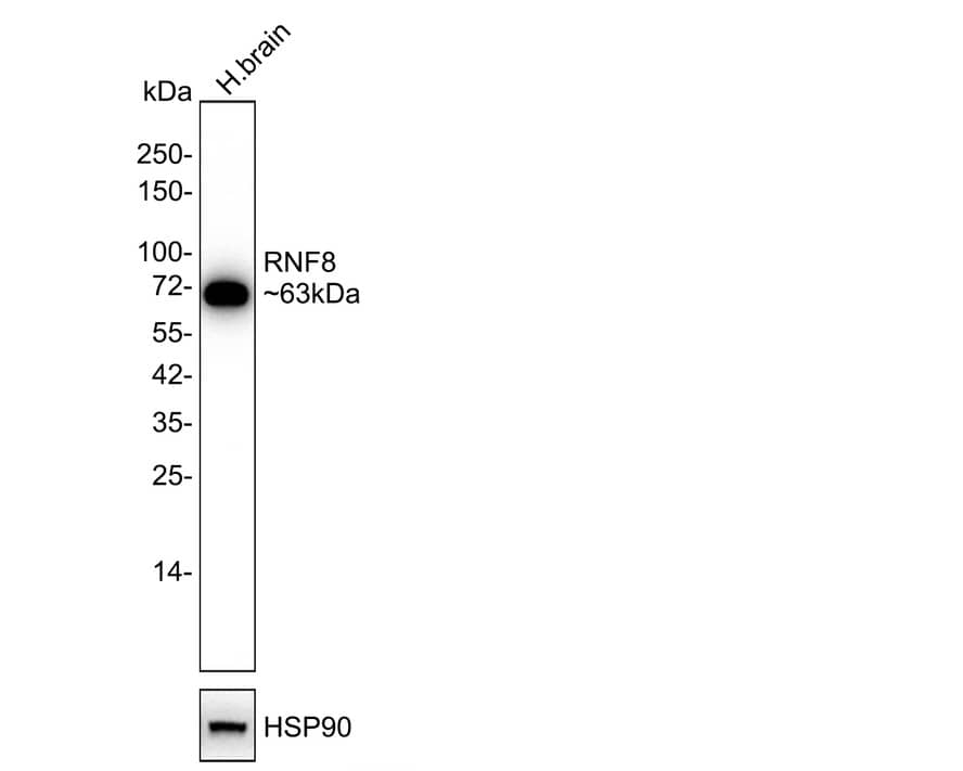 RNF8 Antibody (JE56-43)