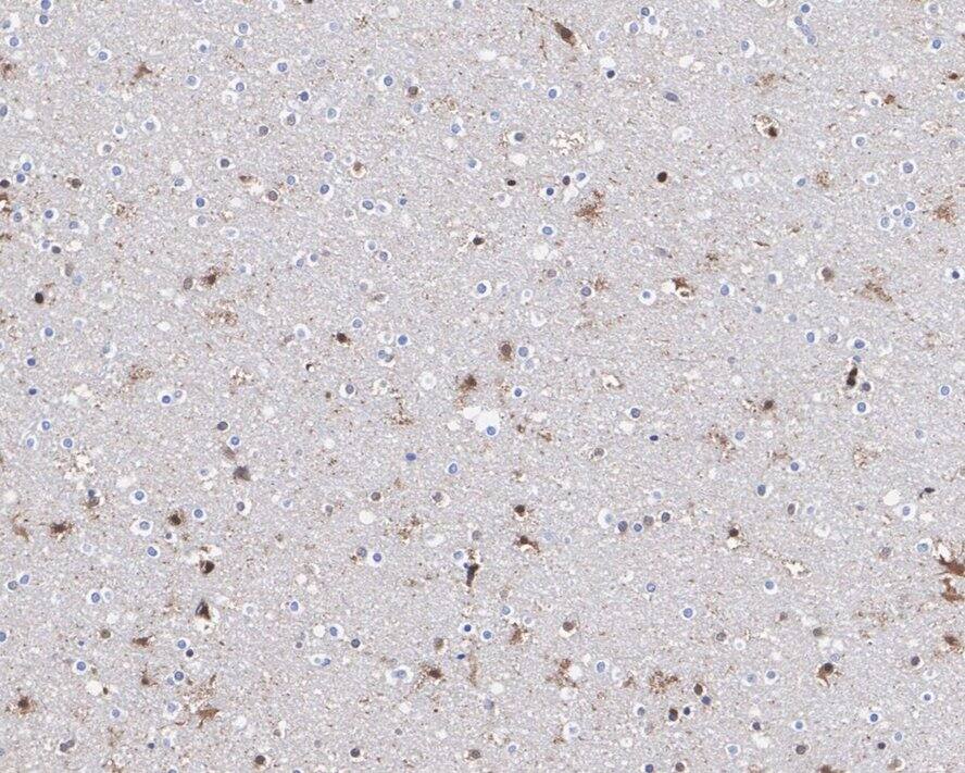 RNF8 Antibody (JE56-43)