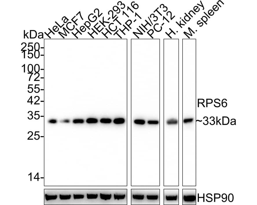 Ribosomal Protein S6/RPS6 Antibody (A6B9-R)