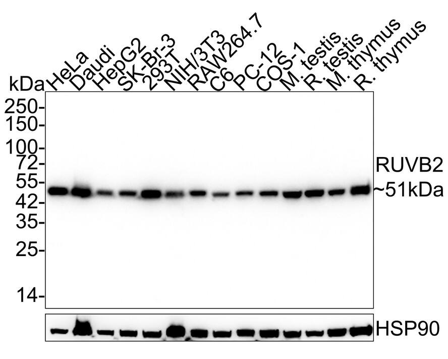 RUVBL2 Antibody (A1E12-R) Western Blot: RUVBL2 Antibody (A1E12-R) [NBP3-32922]