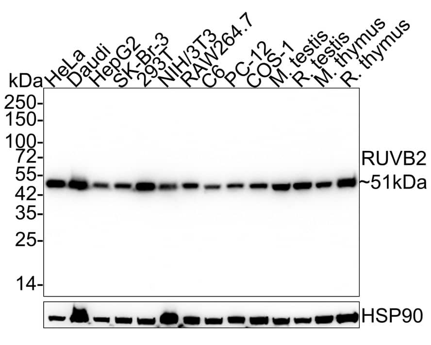 RUVBL2 Antibody (A1E12-R)