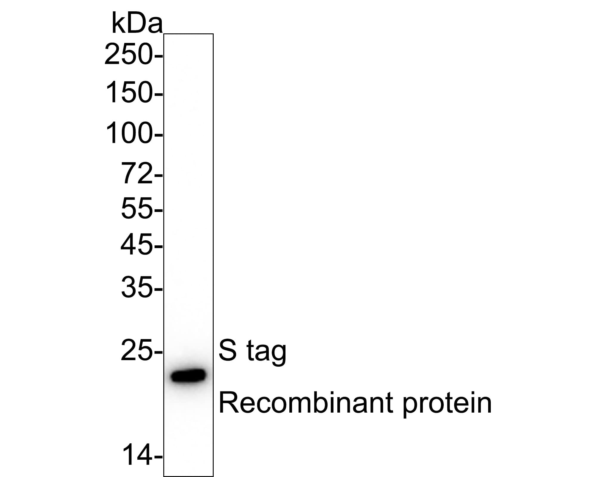 S-Tag Epitope Tag Antibody (G10-C8-R) Western Blot: S-Tag Epitope Tag Antibody (G10-C8-R) [NBP3-32923]