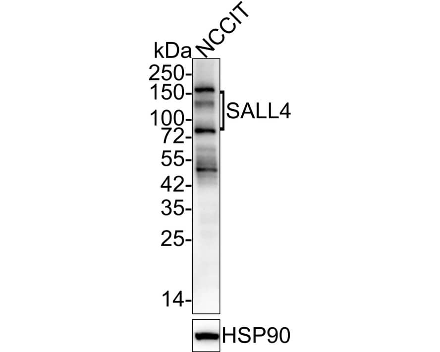 SALL4 Antibody (A9G9-R)