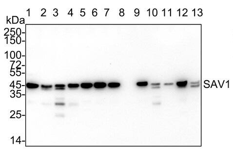 SAV1 Antibody (PSH04-45)