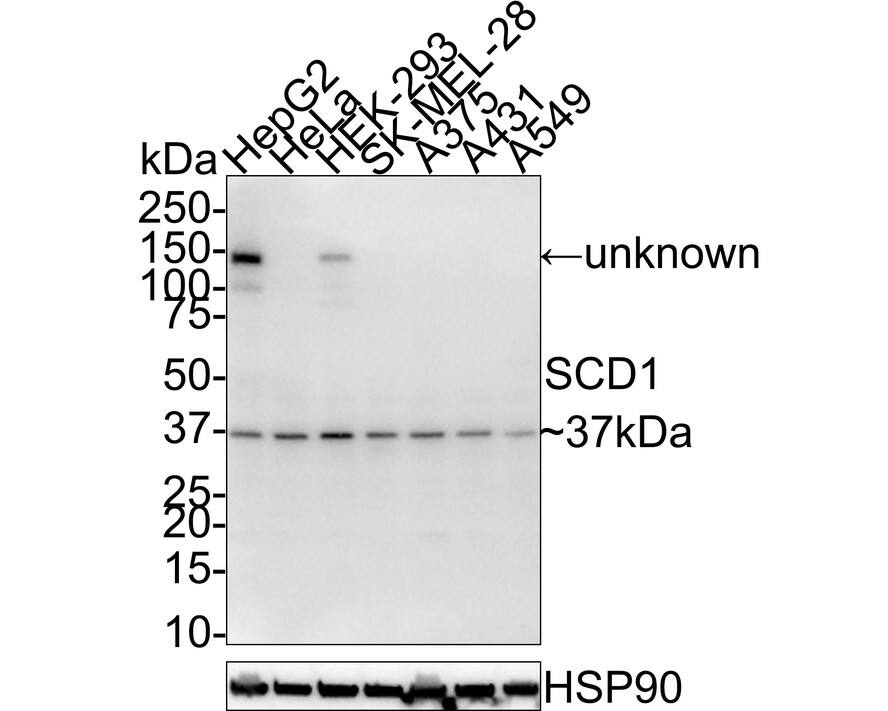 SCD-1 Antibody (A9A11-R)