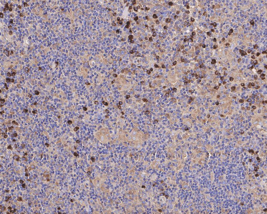 SEC24A Antibody (PSH04-36)