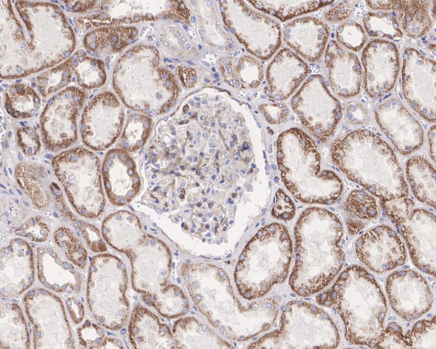 SEC62 Antibody (JE62-80)