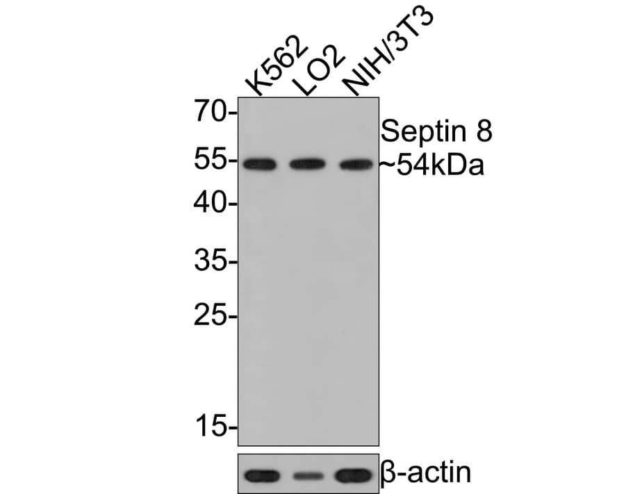 Septin-8 Antibody (JE64-99)