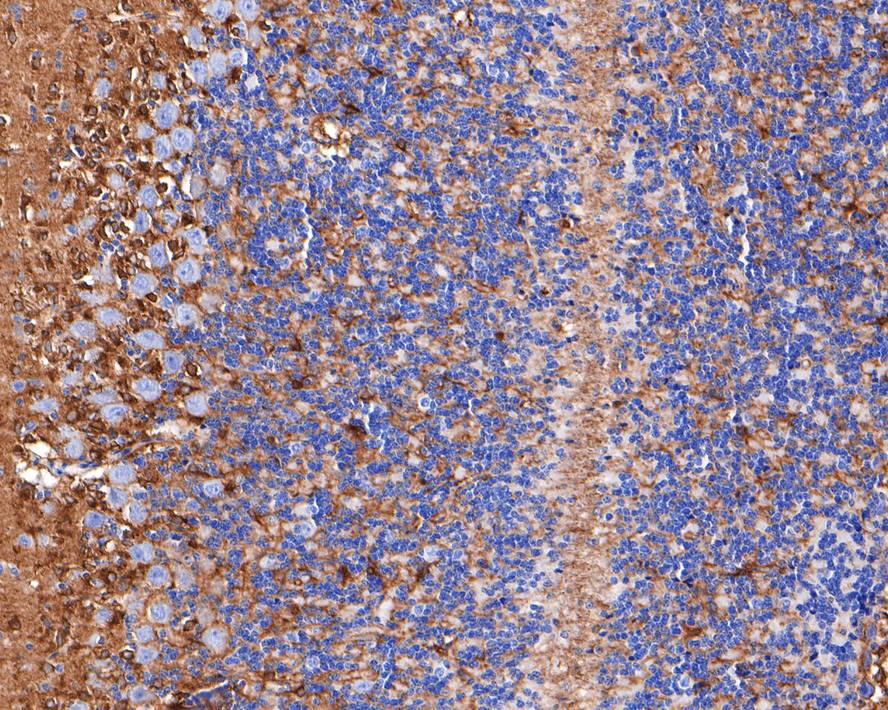 Septin-8 Antibody (JE64-99)