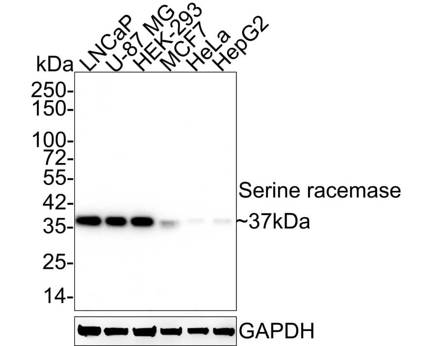 Serine racemase Antibody (JE65-58) Western Blot: Serine racemase Antibody (JE65-58) [NBP3-32943]