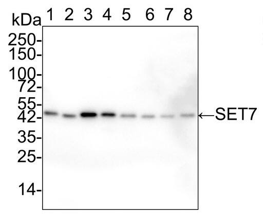 SETD7 Antibody (PSH02-90)