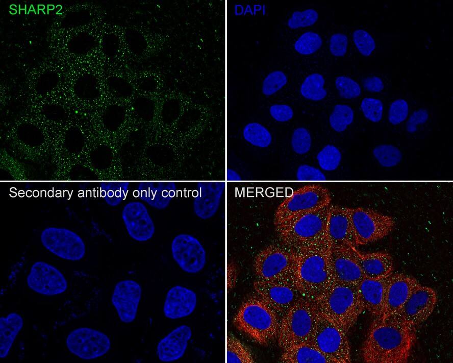 DEC1 Antibody (PSH01-90)