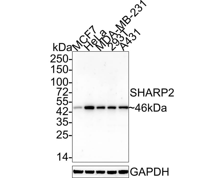 DEC1 Antibody (PSH01-91) Western Blot: DEC1 Antibody (PSH01-91) [NBP3-32947]