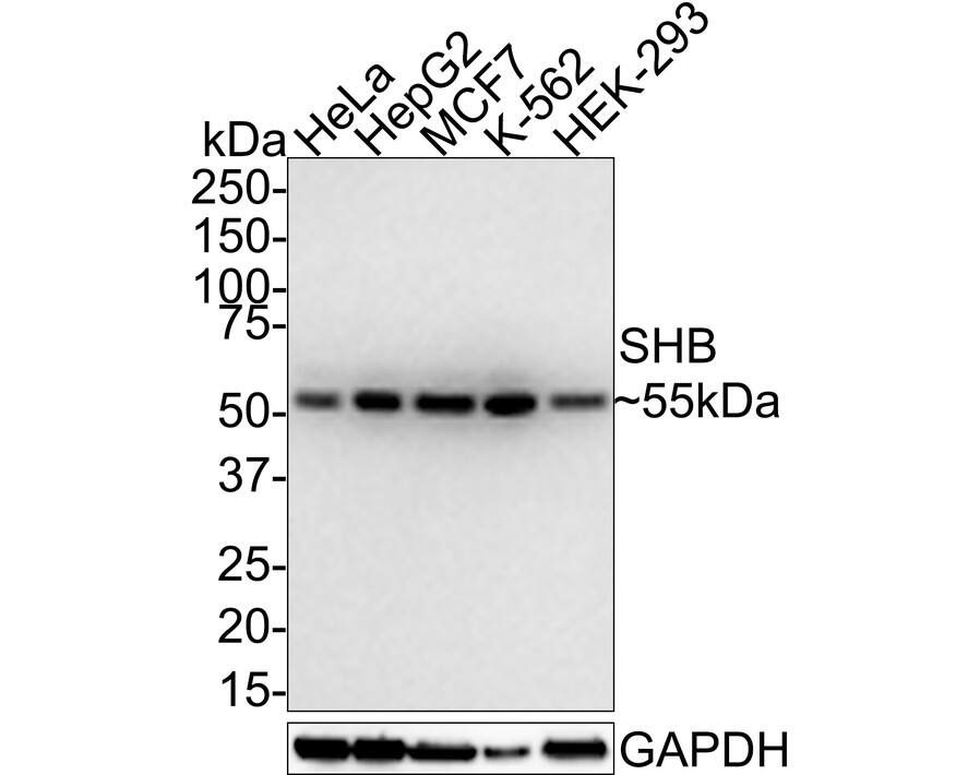 SHB Antibody (JE57-12)