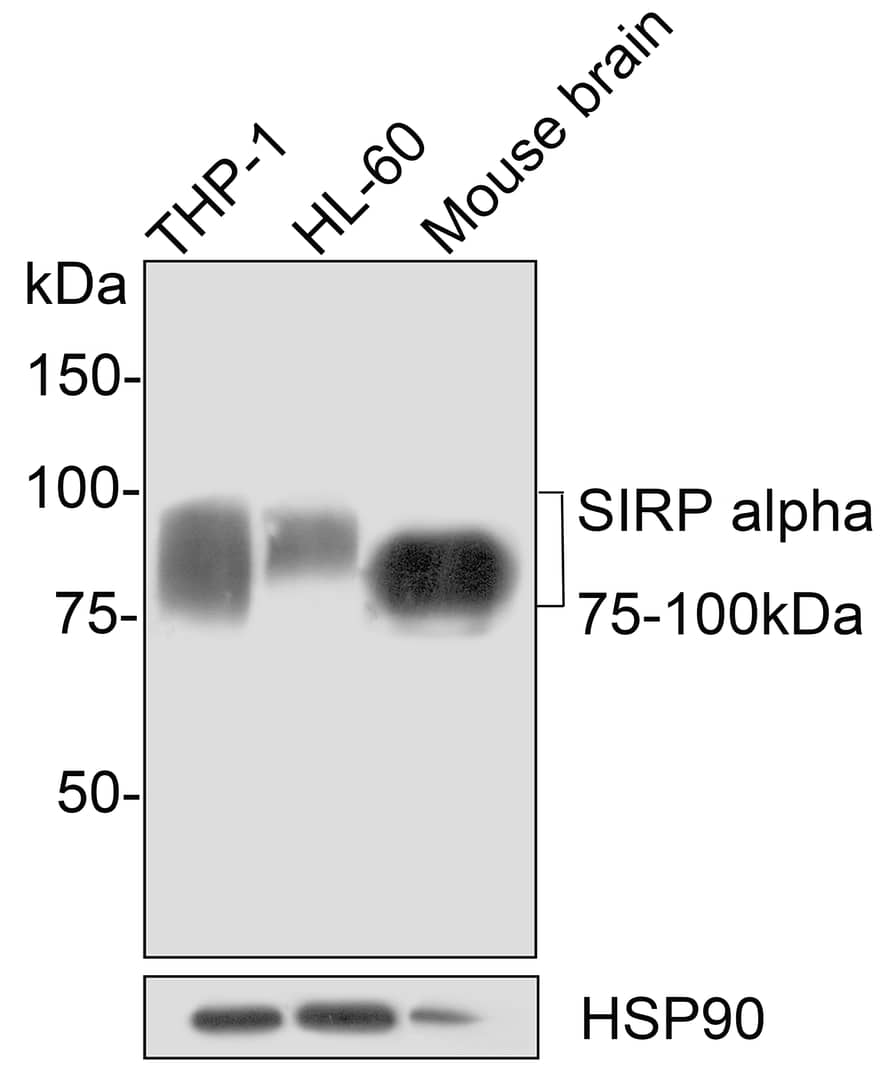 SIRP alpha/CD172a Antibody (JE36-20)