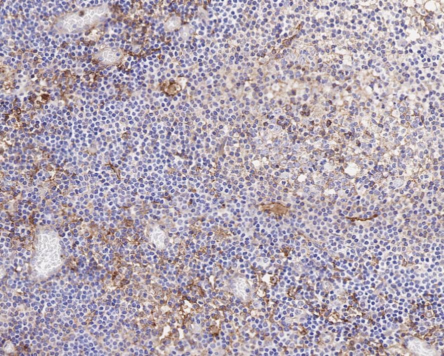 SIRP alpha/CD172a Antibody (JE36-20)