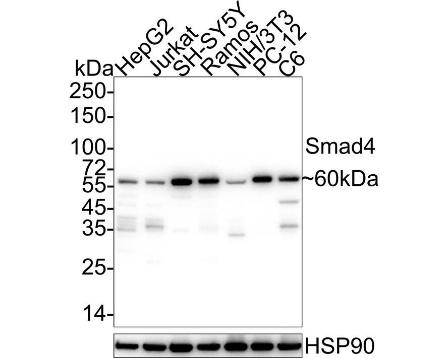 Smad4 Antibody (PD01-37)