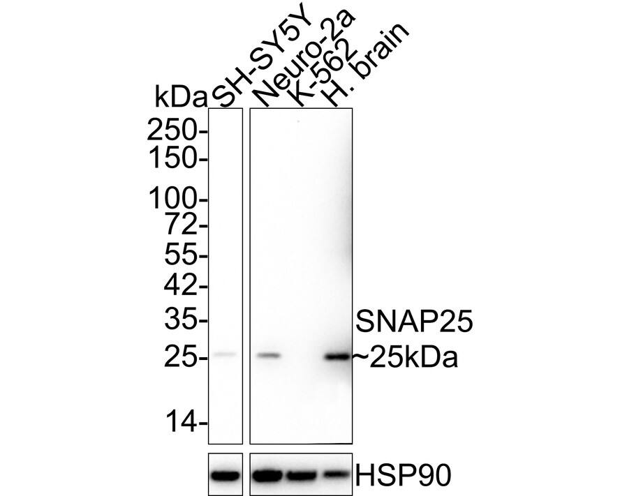 SNAP25 Antibody (JE45-86)