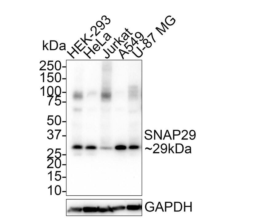 SNAP29 Antibody (PSH01-76)