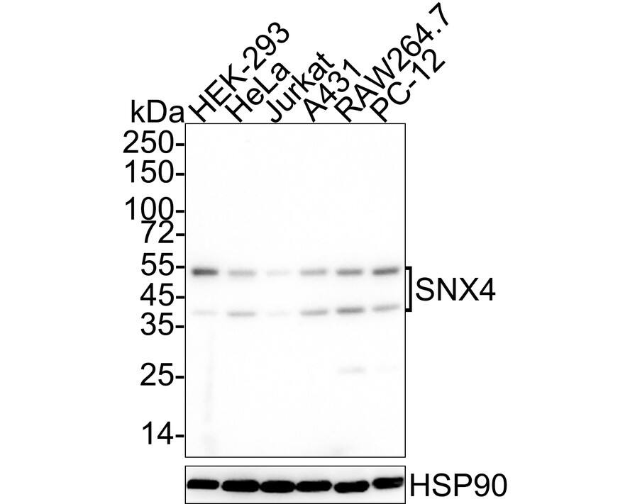 SNX4 Antibody (JE65-39)