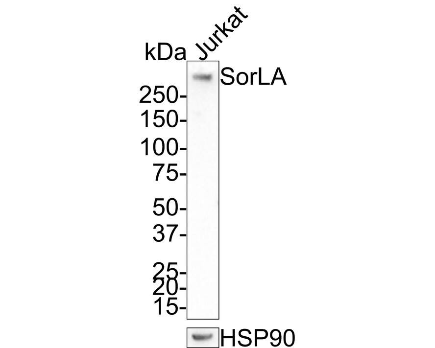 SorLA Antibody (JE35-52)