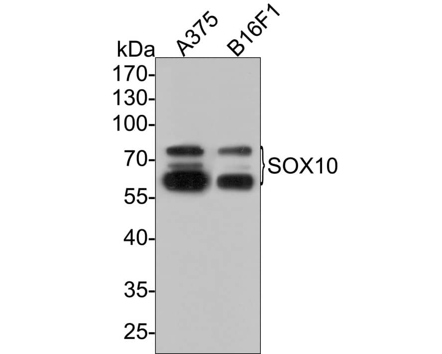 SOX10 Antibody (PDH0-03)