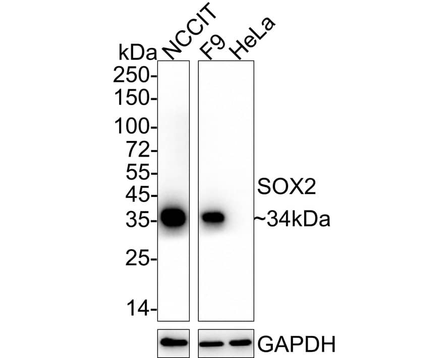 SOX2 Antibody (PO00-28)