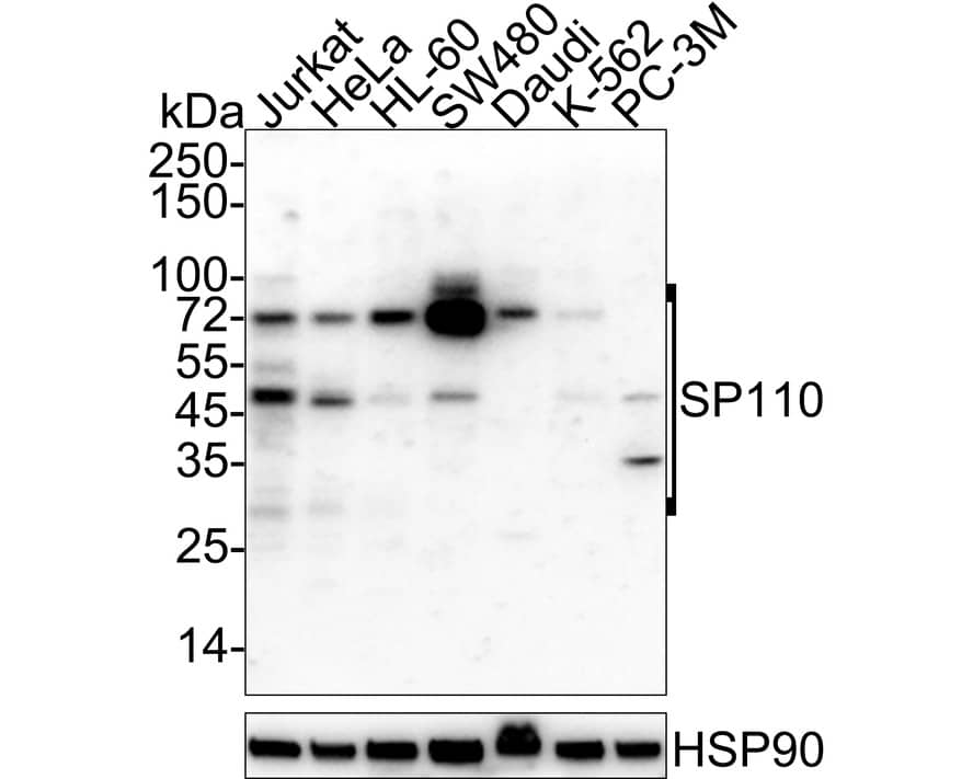 SP110 Antibody (PSH03-66)