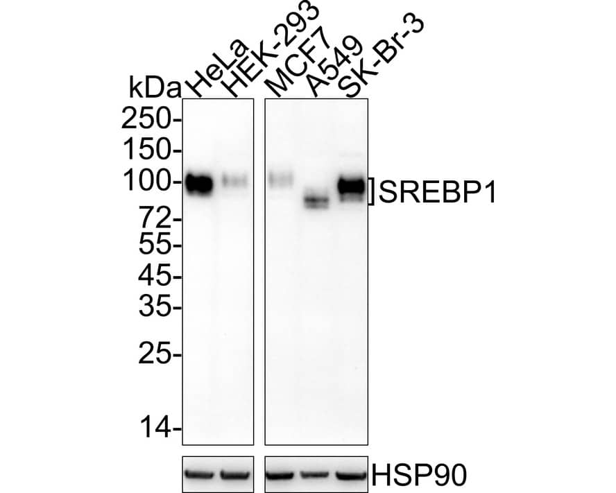 SREBP1 Antibody (PSH04-61)