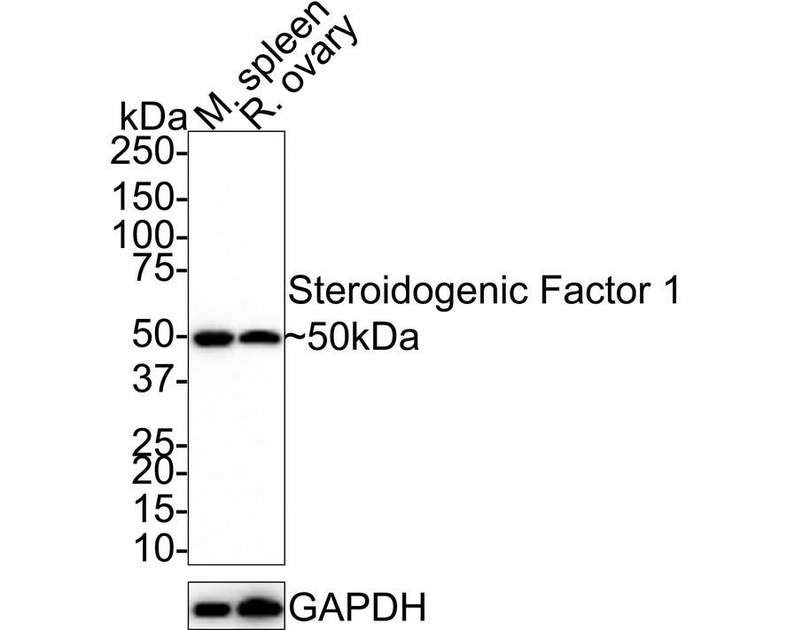 SF-1/NR5A1/Steroidogenic Factor 1 Antibody (JE33-89)