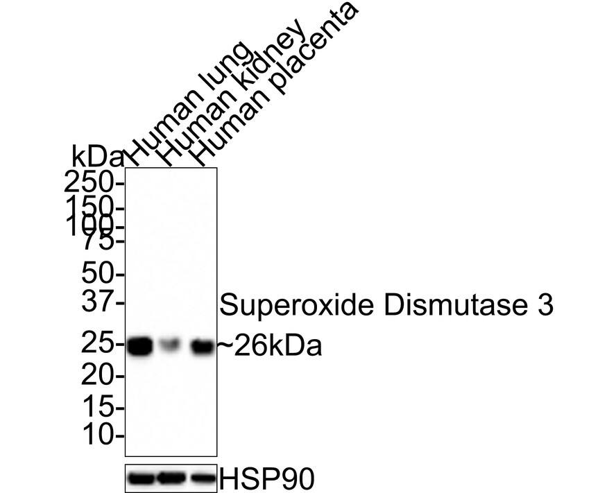 SOD3/EC-SOD Antibody (JE31-84)