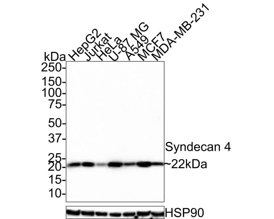 Syndecan-4 Antibody (PSH0-72)