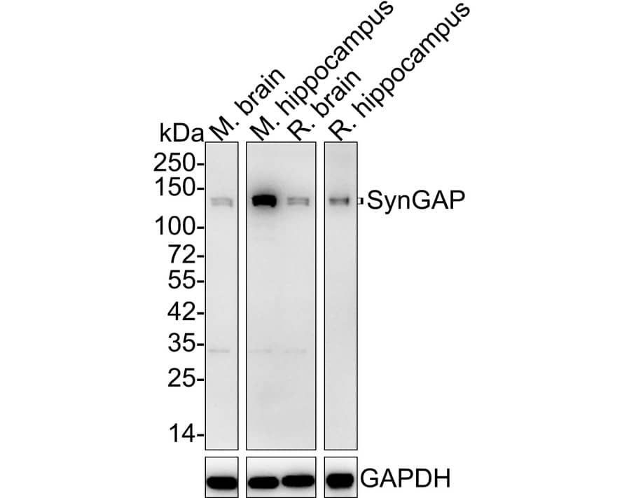 SynGAP Antibody (JE57-79)