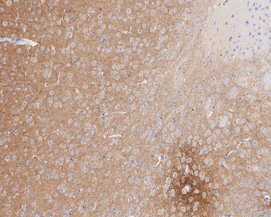 SynGAP Antibody (JE57-79)