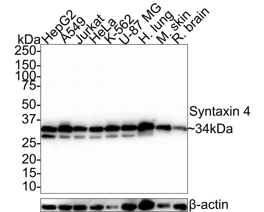 Syntaxin 4 Antibody (JE35-92)