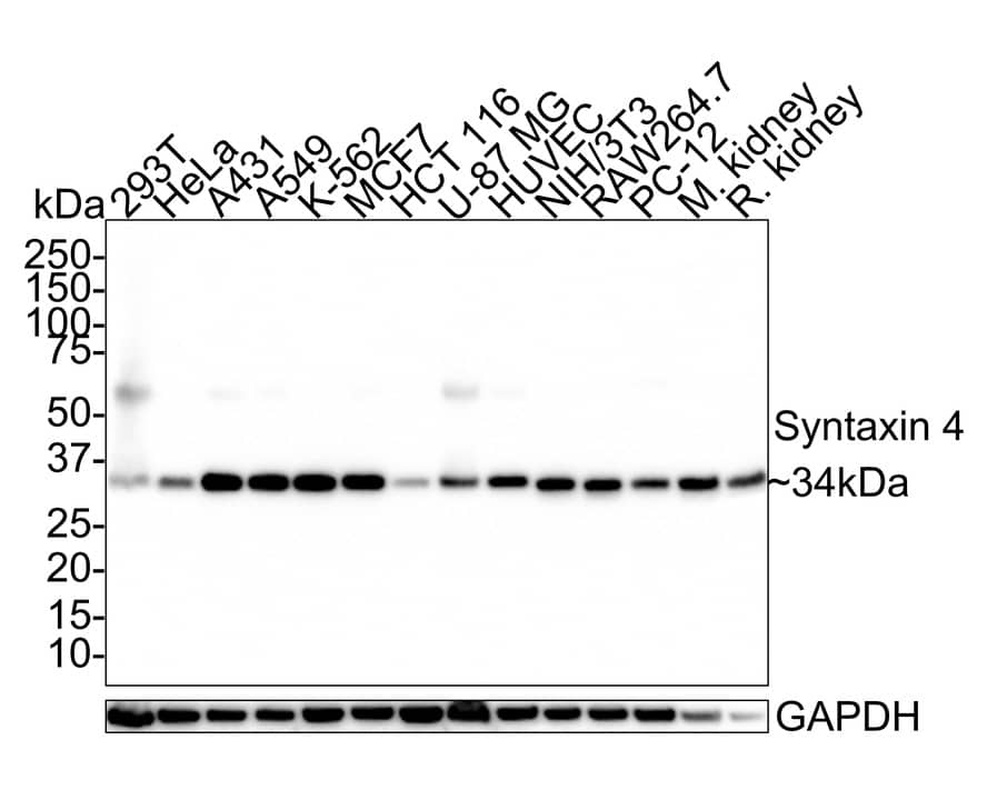 Syntaxin 4 Antibody (PSH0-80)