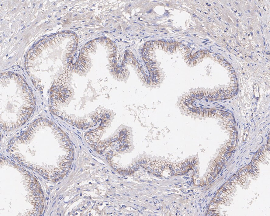 Syntaxin 4 Antibody (PSH0-80)