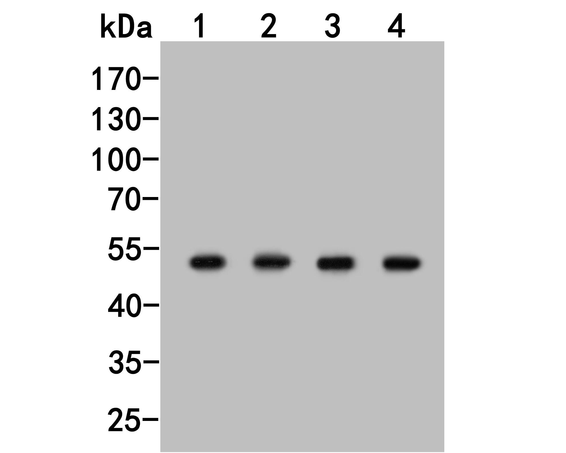 TAT Antibody