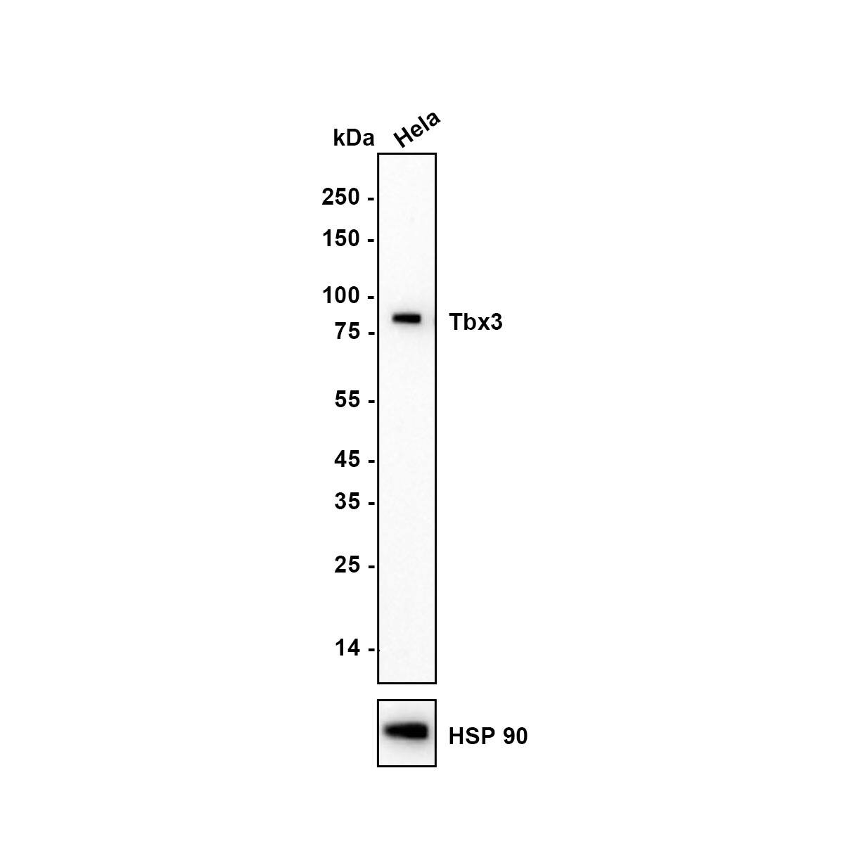 TBX3 Antibody (JE33-38) Western Blot: TBX3 Antibody (JE33-38) [NBP3-32998]