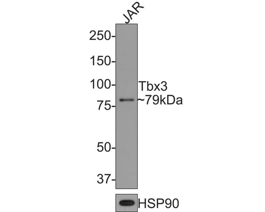 TBX3 Antibody (JE33-38)