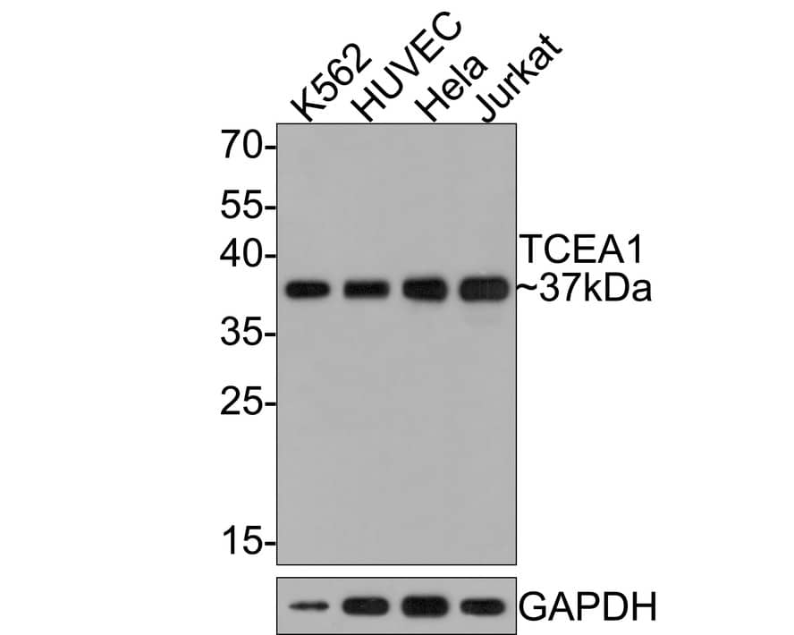 TCEA1 Antibody (JE64-90)