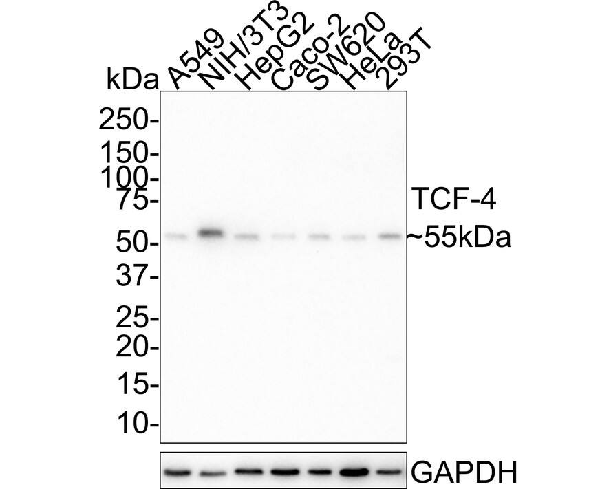 TCF4 Antibody (JE41-73)