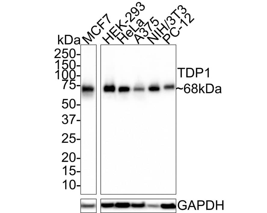 TDP1 Antibody (PSH0-93)