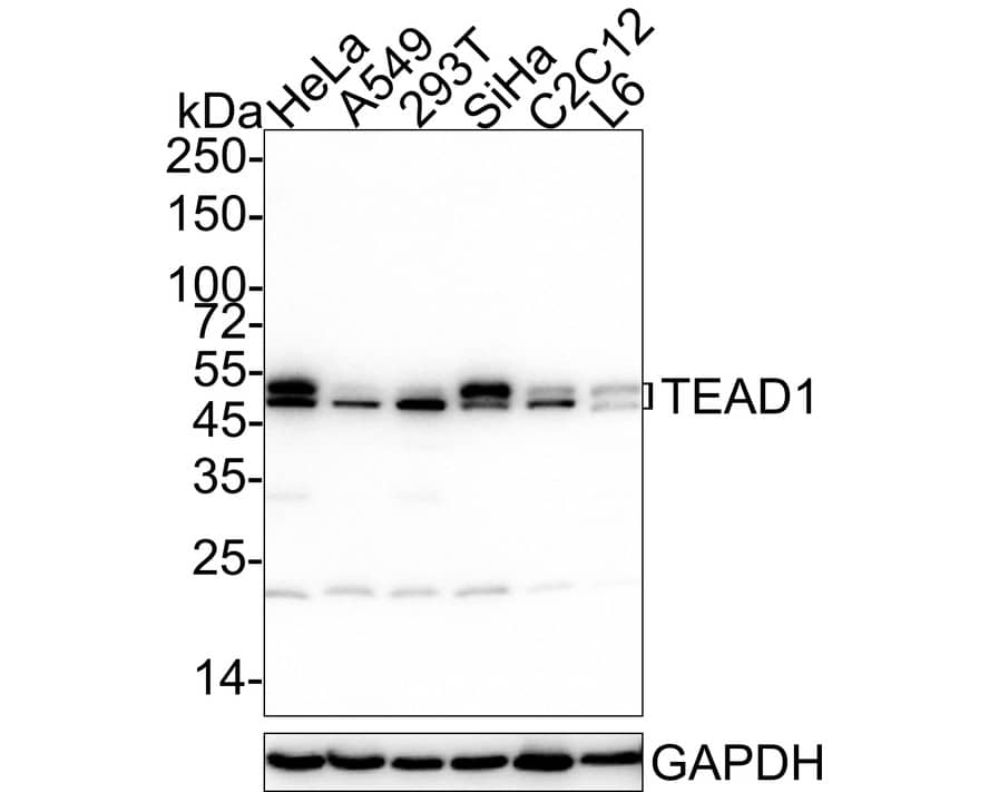 TEF1 Antibody (JE45-37)