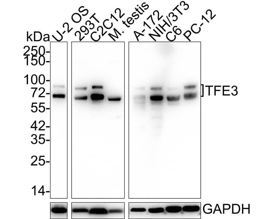 Transcription factor E3 Antibody (JE60-60)