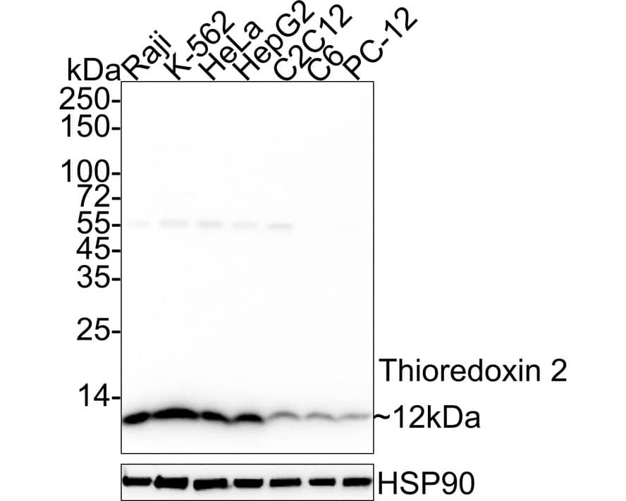 Thioredoxin-2 Antibody (JE35-76)