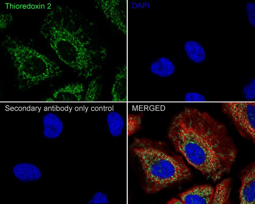 Thioredoxin-2 Antibody (JE35-76)