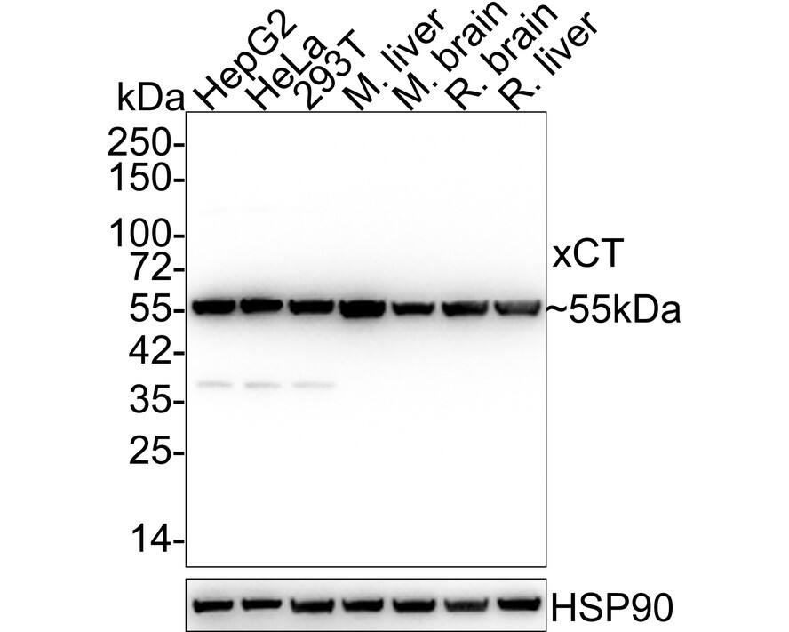xCT Antibody (JE31-93) Western Blot: xCT Antibody (JE31-93) [NBP3-33014]