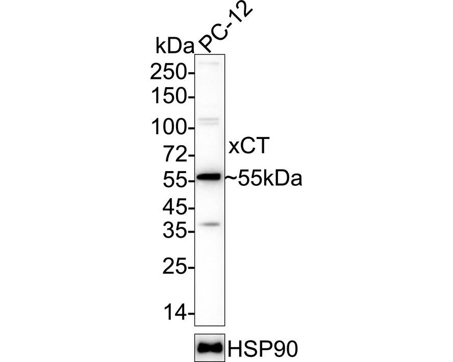 xCT Antibody (JE31-93) Western Blot: xCT Antibody (JE31-93) [NBP3-33014]