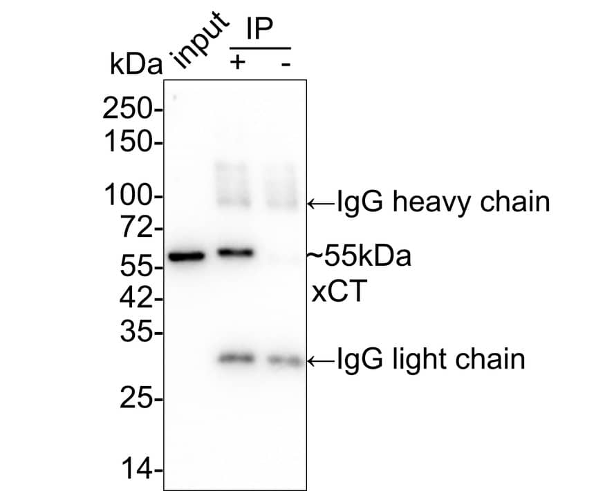 xCT Antibody (JE31-93)